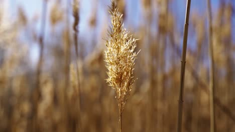BEAUTIFUL-CLOSE-SHOT-OF-WHEAT-LEAVES-IN-THE-FIELD