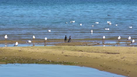 Wild-birds-on-shore-of-lake,-swimming-on-shallow-water,-seagulls-and-cormorants