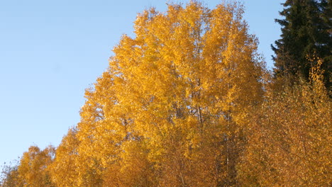 Low-angle-view-of-tree-with-golden-yellow-foliage-in-autumn-on-windy-day