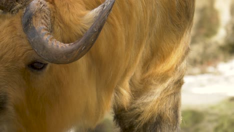 Tracking-shot-of-the-moving-head-of-a-Sichuan-Takin-