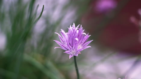 The-beautiful-flower-of-a-chive