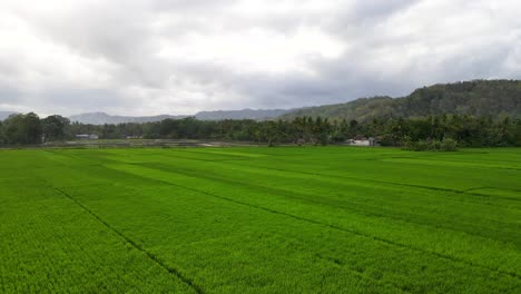 aerial-view,-the-beauty-of-the-charm-of-Indonesia,-fertile-rice-fields-and-friendly-villages-for-all-countries