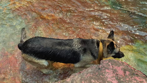 Dog-enjoying-the-water-of-the-falls