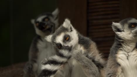 Close-up-of-a-group-of-grooming-Ring-Tailed-Lemurs