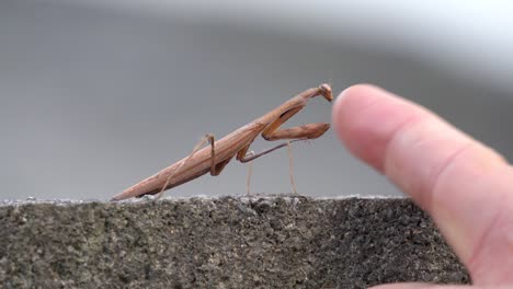 Human-Finger-Attempting-to-Touch-Motionless-Brown-Praying-Mantis-on-a-rock-with-blurred-background