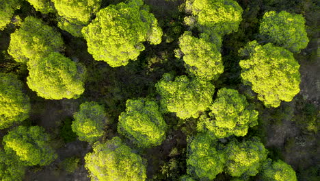 Umbrella-Stone-Pine-Treetops-of-Cartaya-Pine-Forest-Near-EL-Rompido-city,-Andalusia,-Spain,---Aerial-Top-Down-Slow-Zoom-in-from-Above