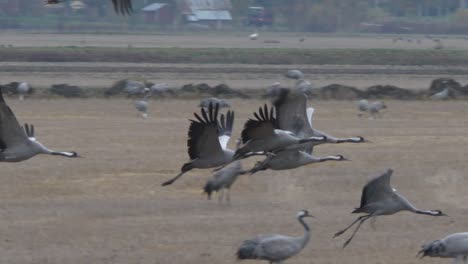 Group-Of-Common-Cranes,-Eurasian-Crane,-Take-off-and-fly-over-open-rural-field-in-Finland,-tracking-slow-motion-shot