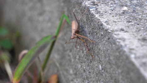 Brown-Praying-Mantid-from-the-Mantidae-family-of-Mantises-Holding-Himself-on-Vertical-Surface-of-Concrete-Wall-Waiting-for-Pray