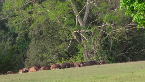 Herd-resting-on-the-grass-under-the-afternoon-sun-after-grazing-during-a-hot-summer-day