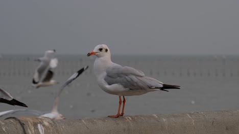 Seen-facing-towards-the-sea-then-another-Gull-arrives-to-drive-it-away