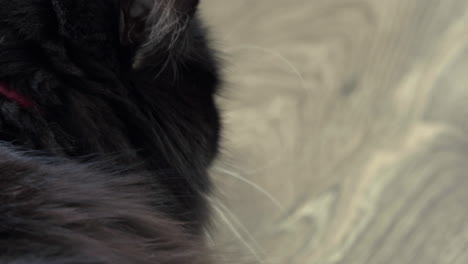 Close-up-shot-of-black-tuxedo-ragdoll-house-cat-with-green-eyes,-4K