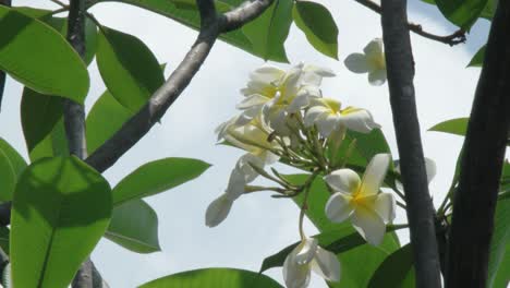 Weiße-Blume-Auf-Einem-Ast-Im-Wind-Vor-Dem-Himmelshintergrund