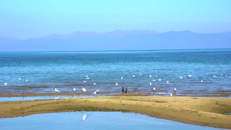 Wild-birds-gathering-on-shore-of-mountain-lake,-swimming-on-shallow-water