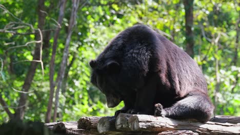 Deeply-sleeping-during-the-morning-while-its-back-is-taking-the-morning-sun,-Asiatic-Black-Bear,-Ursus-thibetanus,-Huai-Kha-Kaeng-Wildlife-Sanctuary,-Thailand