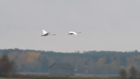 Swans-couple-flying-to-south.-Tracking-shot
