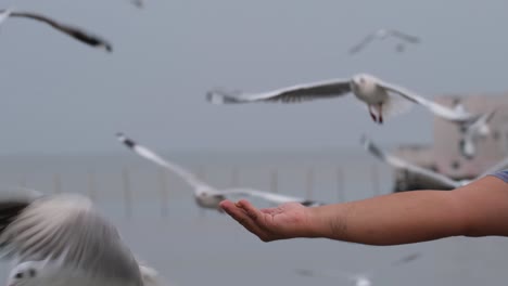 A-Seagull-caught-in-camera-feeding-on-a-man's-hand-followed-by-others-trying-to-hover-and-snatch-some-quick-snack