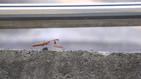 Brown-Mantid-from-the-Mantidae-family-of-Mantises-Stretches-out-his-Forelegs-and-Crawls-or-Creeps-along-the-Concrete-Road-under-Metal-Tube---wide-shot-side-view