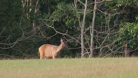 A-Doe-seen-alone-standing-on-the-grass-during-the-afternoon,-looks-towards-the-camera-and-walks-to-the-right