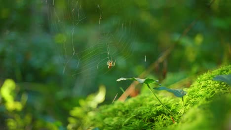 4K-slow-motion-shot-of-a-little-spider-killing-a-fly,-in-the-middle-of-the-forest