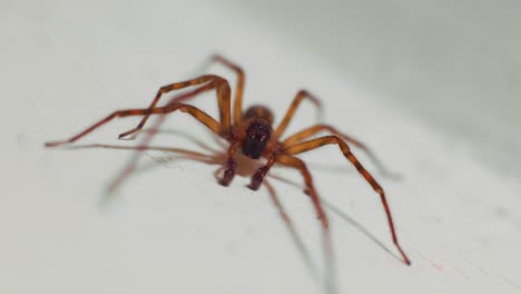 4K-slow-motion-macro-shot-facing-a-huge-house-spider,-on-a-white-wall
