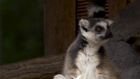 Close-up-portrait-of-a-hungry-Ring-Tailed-Lemur-eating-fruit