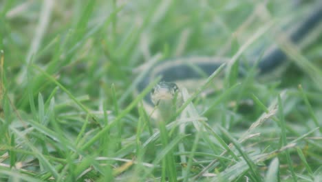 Grass-Snake-Slithering-In-Grass---close-up-shot