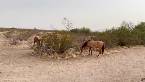 A-wild-horse-nibbles-on-grass-growing-in-the-Sonoran-Desert-near-Scottsdale,-Arizona