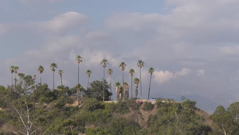 Los-Angeles-Palm-Trees-Time-lapse