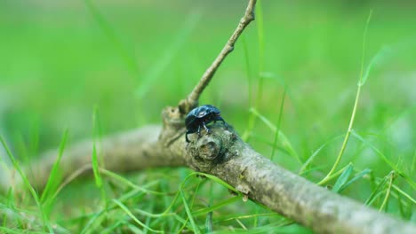 4K-slow-motion-macro-shot-of-a-beetle,-stayaing-still-on-a-branch