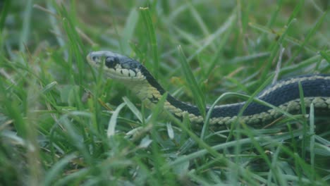 Grass-Snake-Ready-To-Attack-In-Grass---close-up