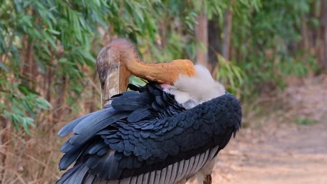 Wild-bare-headed-Greater-Adjutant,-Leptoptilos-dubius,-preening-feathers-with-huge-rustic-bill-gracefully-on-a-windy-day-in-Buriram,-Isan,-Thailand