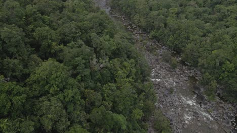Dichte-Bäume-Im-Wald-Am-Fluss-Bei-Mossman-Gorge-In-Douglasshire,-Queensland,-Australien