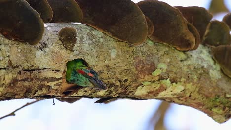 A-bird-popping-its-head-out-of-a-hole-from-a-decaying-branch-of-a-tree-with-brown-fungus-in-a-tropical-forest-Thailand-Asia,-Blue-eared-Barbet,-Psilopogon-duvaucelii