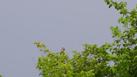 4K-of-a-birds-of-prey-also-known-as-the-Australian-Black-shouldered-Kite,-Elanus-axillarison,-perching-at-the-top-of-the-tree-eyeing-for-the-next-prey