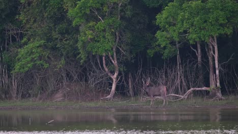 Facing-to-the-left-looking-around-and-forward-as-seen-at-the-edge-of-the-lake-in-the-forest,-Sambar-Deer,-Rusa-unicolor,-Thailand