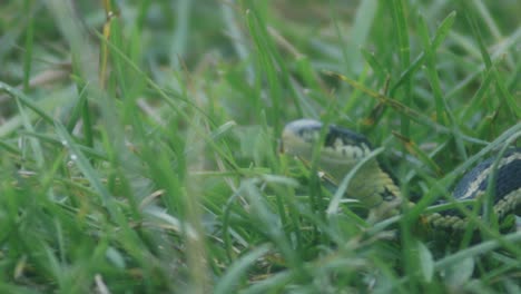 Grass-Snake-Crawling-On-The-Green-Grass
