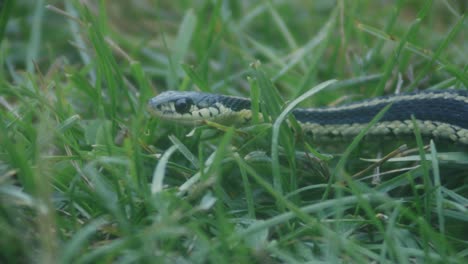 Small-Snake-Slithering-In-The-Grass---close-up-shot