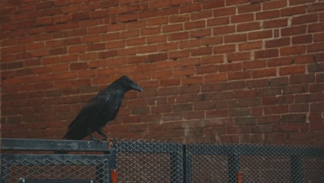 Crow-Sitting-On-Metal-Fence---static-shot