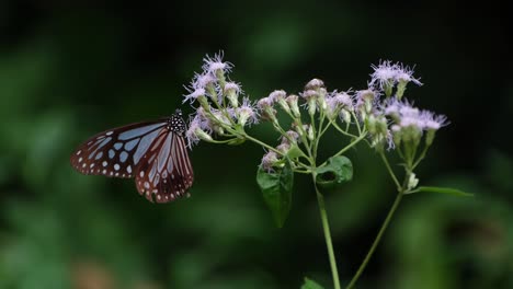Ein-Schöner-Blau-Gestreifter-Schmetterling-Mit-Zerfetzten-Flügeln-Auf-Wildblumen-Im-Regenwald,-Dunkelblauer-Glastiger,-Ideopsis-Vulgaris-Macrina,-Kaeng-Krachan-Nationalpark,-Thailand