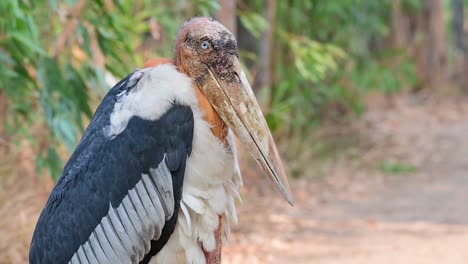 A-scary-looking-wild-bare-headed-scavenger,-Greater-Adjutant,-Leptoptilos-dubius,-having-a-death-stare-right-into-the-camera-in-Buriram,-Isan,-Thailand