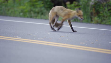 A-Wild-Red-Fox-Feeds-On-Roadkill-In-Algonquin-Provincial-Park,-Canada