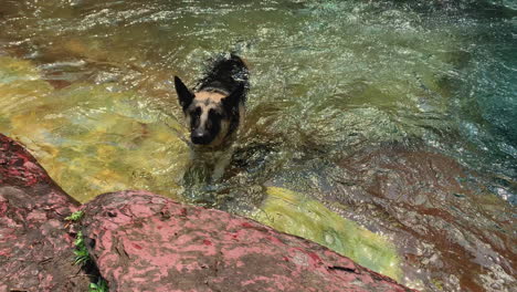 Dog-swimming-in-the-water-of-the-falls
