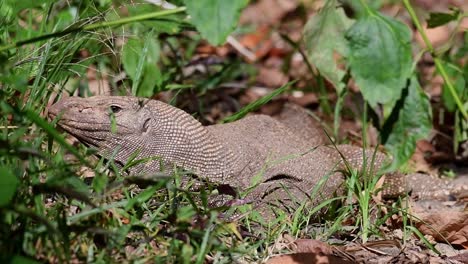 A-wild-diurnal-Clouded-Monitor-Lizard,-Varanus-nebulosus,-idling-under-the-heat-of-the-afternoon-sun-within-tropical-plants-in-Thailand,-Asia