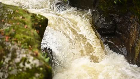 Slow-motion-shot-of-wild-fish-jumping-out-of-water-during-creek-flowing-down-mossy-rocks