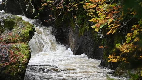 Atlantischer-Wildlachs,-Der-Einen-Wasserfall-In-Schottland,-Großbritannien,-Hochspringt