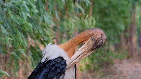 Wild-endangered-species-Greater-Adjutant,-Leptoptilos-dubius,-gently-preening-its-wing-feathers-on-a-windy-day-in-a-forest-in-Buriram,-Isan,-Thailand,-Asia
