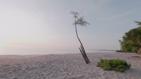 Lonely-Tree-To-Sunrise-at-Knäbäckshusen-Beach,-Österlen-Sweden,-Wide-Shot-Pan-To-Left