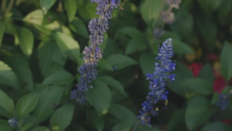 Bumblebee-Polinizando-Flores-De-Lavanda-En-Un-Jardín---Primer-Plano