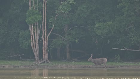A-foggy-and-sunny-afternoon,-a-Stag-seen-facing-towards-the-left-eating-and-looking-around,-Sambar-Deer,-Rusa-unicolor,-Thailand