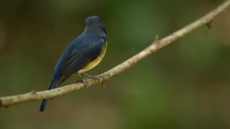 Looking-towards-the-back-and-suddenly-turns-to-face-to-the-right,-Chinese-Blue-Flycatcher,-Cyornis-Glaucicomans,-foraging-for-invertebrates-and-insects-in-a-forest-in-Thailand
